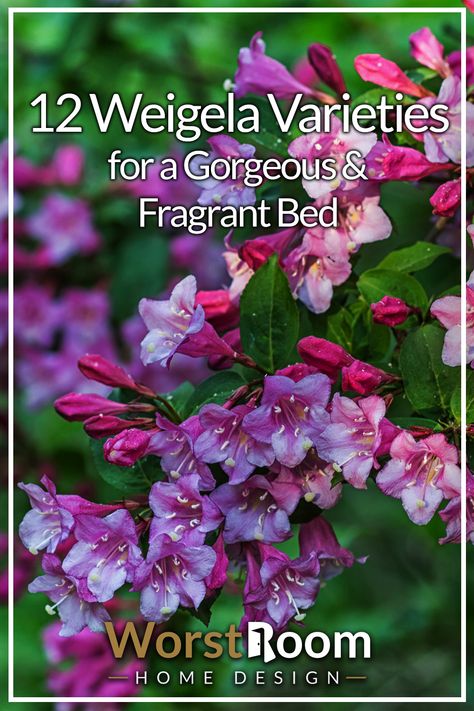 12 Weigela Varieties for a Gorgeous & Fragrant Bed Sonic Boom Weigela, Weigelia Bush, Weigelia Shrub, Sonic Bloom Weigela, Weigela Shrub Landscaping, Weigela Bush Landscaping, Weigla Bush, Wine And Roses Weigela, Spilled Wine Weigela