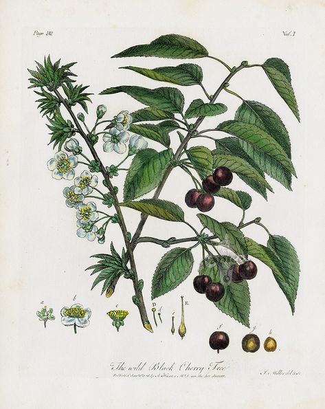 The wild Black Cherry Tree from John Evelyn Sylva, Discourse of Forest Trees 1786 Cherry Tree Tattoos, Black Cherry Tree, Cherry Plant, Tree Prints, Vintage Botanical Prints, Botanical Illustrations, Forest Trees, Tree Illustration, Tree Drawing