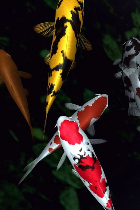 Colorful Koi Fish, Kolam Koi, Koi Art, Carpe Koi, Koi Fish Pond, Japanese Koi, Koi Carp, Fish Ponds, Beautiful Fish