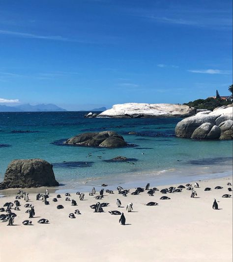 Cape Town Penguins, 2024 Lifestyle, Boulders Beach, Gap Year Travel, Boulder Beach, Gap Year, Beach Landscape, Summer Dream, Sea World