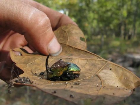 Rhino Beetle, Dung Beetle, Dog Biscuit, The Burrow, Organic Compost, Arthropods, Dog Biscuits, Animal Care, Potting Soil