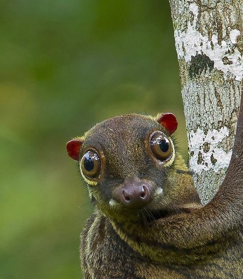 Colugo / Flying Lemur Colugo Animal, Flying Lemur, Amazing Animal Pictures, Interesting Animals, Awesome Animals, The Pose, Unusual Animals, Rare Animals, Design Challenge