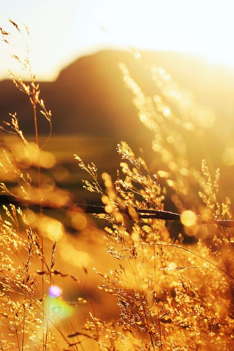 golden field Golden Hour Photography, Fields Of Gold, Owl City, Yellow Springs, Hozier, Yellow Aesthetic, Stevie Wonder, Summer Feeling, Back To Nature