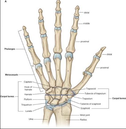 Radiology Notes, Hand Bone Anatomy, Bone Diagram, Character Proportions, Wrist Anatomy, Aesthetic Biology, Anatomi Dan Fisiologi, Human Hand Bones, Hands Anatomy