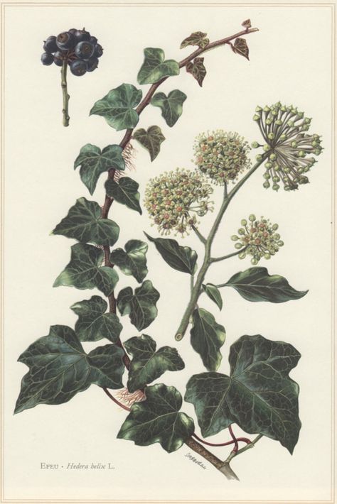 1960 Botanical Print Hedera helix English Ivy Vintage Common Ivy, Ivy Tattoo, Illustration Botanique Vintage, Botany Illustration, Hedera Helix, English Ivy, Ivy Plants, Botanical Illustration Vintage, Illustration Botanique