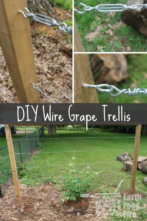 Learn how to build a wire trellis with this DIY weekend project. This trellis is great for climbing vegetables, grapes and even roses! Climbing Vegetables, Backyard Vineyard, Grape Vine Trellis, Grape Trellis, Wire Trellis, Grape Plant, Vine Trellis, Backyard Getaway, Diy Trellis