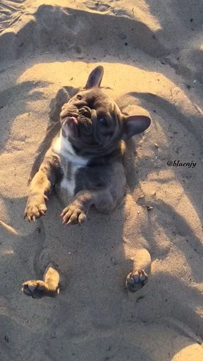 Tattoo Cute, Cute Bulldog Puppies, Cute Fluffy Dogs, Puppies Cute, Animal Names, Eating Pizza, Really Cute Puppies, Cute Bulldogs, Cute Animals Puppies