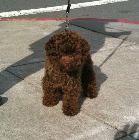 Brown Toy Poodle. Looks like my baby!! :) Chocolate Mini Poodle, Logatto Romagnolo, Chocolate Toy Poodle, Brown Toy Poodle, Chocolate Poodle, Brown Poodle, Poodle Drawing, Toy Poodle Puppy, Puppy Fever