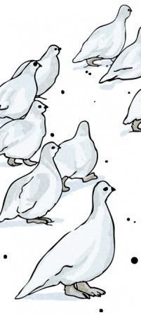 ptarmigan_strip Alison McCreesh Ptarmigan Tattoo, Ptarmigan Art, Ptarmigan Bird, Art References, Easy Drawings, Cute Art, Art Reference, Pattern Design, Beading