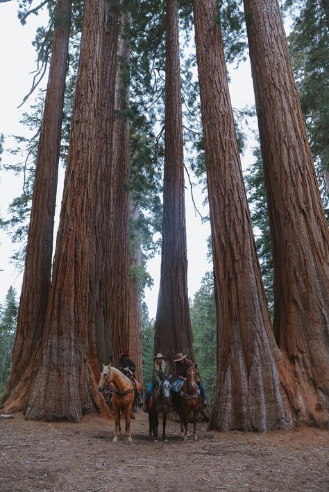 Some random guy took our picture in the Giant Sequoia grove in Sequoia National Park. Emmie Sperandeo, Amy Witt, and Jamie Changala Giant Sequoia, Random Guy, Cowgirl And Horse, Sequoia National Park, National Park, Tree Trunk, National Parks, Horses, Plants