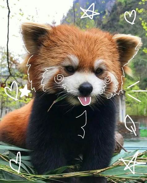 Cute Red Panda Pfp, Red Panda Aesthetic, Red Panda Icon, Red Panda Pfp, Red Panda Cartoon, Animal Pfps, Panda Icon, Therian Pfp, Red Panda Cute