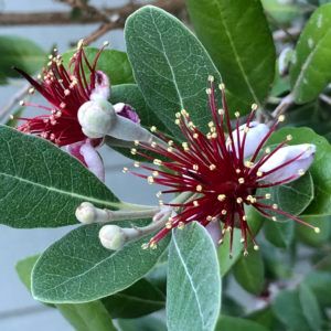 Pineapple Guava Tree, Guava Plant, Fruit And Vegetable Garden, Pineapple Guava, Guava Tree, Shade Grass, Florida Landscape, Edible Landscape, Plant Types