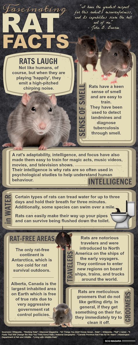 Pet Rat Food, Rat Ideas Diy, Pet Rat Activities, Rat Breeding Setup, Pet Rat Tips, Rat Care Tips, Rat Body Language, Rat Types, Rat Free Roam Area