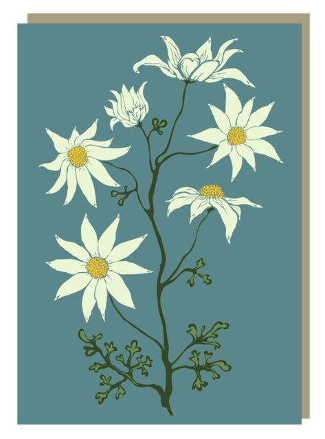 Botanical Flowers Print, Australian Wildflowers, Flannel Flower, Billy Buttons, Australian Flowers, Australian Native Flowers, Kangaroo Paw, Wax Flowers, Special Flowers