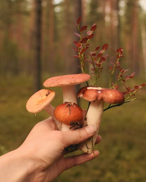 Ellen Tyn on Instagram: “Let's appreciate wealth of shades of autumn bouquets. 🍁 #vsco #vscocam #vsconature #nature #forest #wood #wild #goblincore #cottagecore…” Gnome Aesthetic, Tori Core, Morel Mushroom Hunting, Autumn Bouquets, Autumn In My Heart, Witchy Kitchen, The Season Of The Witch, Vsco Nature, Mushroom Cottage