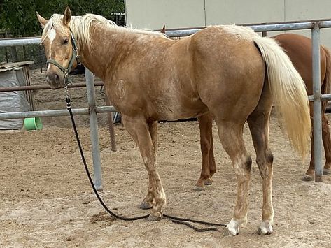 Horses For Sale Near Me, Palomino Paint Horse, Palomino Appaloosa, Paint Horses For Sale, Miniature Horses For Sale, Quarter Horses For Sale, Working Cow Horse, Horse Trailers For Sale, Ponies For Sale