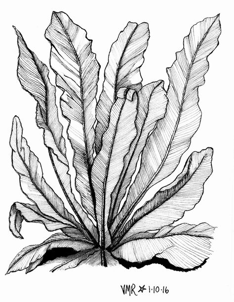 Drawing Tree, Plant Sketches, Flower Drawing Tutorials, Triangle Art, Nature Sketch, Flower Art Drawing, Sharpie Art, Fern Plant, Plant Drawing