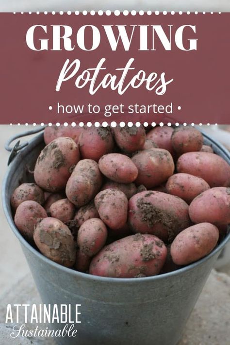 Small Container Garden, Harvest Potatoes, Attainable Sustainable, Grow Potatoes, How To Store Potatoes, Planting Potatoes, Small Container, Backyard Vegetable Gardens, Organic Vegetable Garden