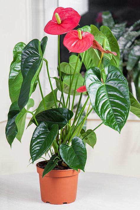 How To Care For Anthurium Plant, Red House Plants, Repotting Anthuriums, Anthurium Plant Care, Anthurium Andraeanum, Flamingo Lily, Anthurium Care, Red Anthurium, Best Office Plants