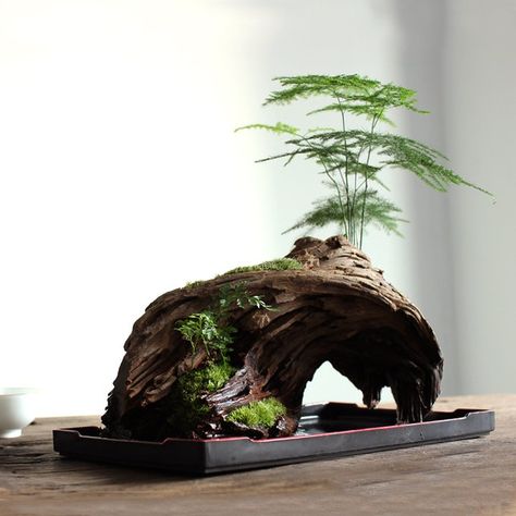 Taman Air, Bonsai Tree Care, Moss Plant, نباتات منزلية, Indoor Bonsai, Moss Garden, Bonsai Art, Garden Terrarium, Bonsai Plants