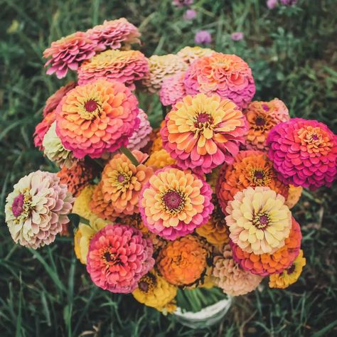 All Posts • Instagram Zinnia Garden, Veggie Garden, Flower Farm, Phone Wallpaper, Flowers, Floral, Instagram