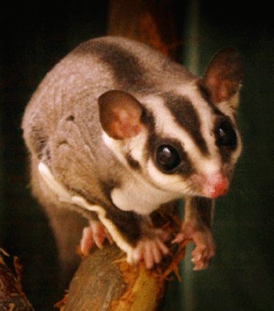 Sugar Glider Pet, Sugar Bears, Sugar Gliders, Flying Squirrel, Sugar Glider, Australian Animals, Amazing Animals, Weird Animals, Animal Planet