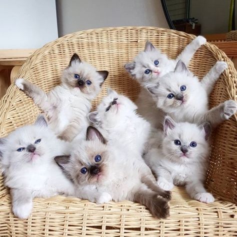 14 Tips For Choosing a Ragdoll Kitten | Page 2 of 3 | PetPress Ragdoll Cats And Kittens, Ragdolls Cats, Kittens For Sale Near Me, Blue Point Ragdoll, Aesthetic Cat Tattoo, Getting A Cat, Ragdoll Cat Breed, Ragdoll Kittens For Sale, Cat Tattoo Design