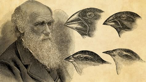 Evolution Aesthetic Art, Evolution Aesthetic, Evolution Drawing, Biology Evolution, Evolution Theory, Evolution Artwork, Peppered Moth, Darwin Evolution, Darwin's Theory Of Evolution