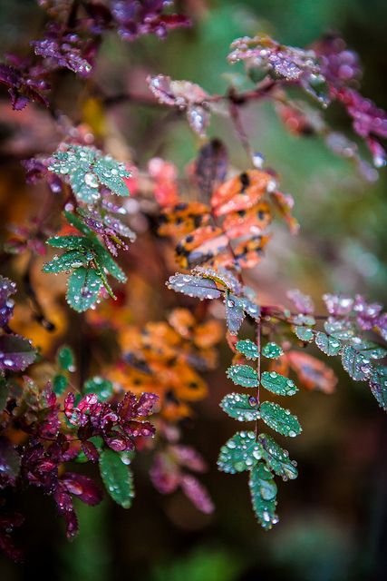 Rainy autumn evening by Mika Hiltunen Top Pictures, November Rain, Image Nature, Wallpaper Nature Flowers, Light Background Images, Photo Background Images, Autumn Scenery, Beautiful Flowers Wallpapers, Beautiful Nature Wallpaper