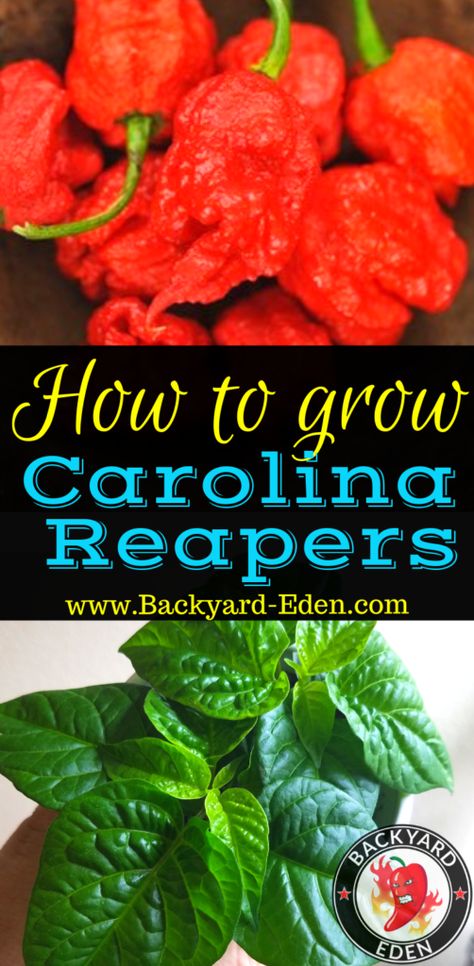 Carolina Reaper Recipe, Pepper Plant Care, Grow Bell Peppers, Seed Planting Guide, Tomato Plant Food, Growing Hot Pepper, Hot Pepper Recipes, Carolina Reaper Pepper, Growing Bell Peppers