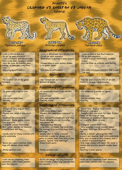 Zoology Career, Rainforest Poster, Jaguar Habitat, Leopard Facts, Feline Anatomy, Tiger Species, Habitats Projects, Rainforest Theme, Cat Presents