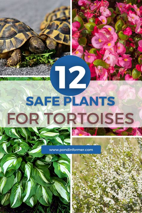 Explore 12 garden plants safe for tortoises, whether you intend to attract wild tortoises or raise one in your garden. Create a reptile-friendly environment with these carefully selected plants that provide both food and shelter for tortoises. #PondInformer #TortoisePlants #ReptileGarden Plants For Tortoise Habitat, Tortoise Safe Plants, Safe Plants For Sulcata Tortoise, Outdoor Russian Tortoise Enclosure, Tortoise Tank Ideas, Desert Tortoise Habitat Outdoor, Desert Tortoise Habitat, Diy Tortoise Habitat Indoor, Tortoise Enclosure Outdoor