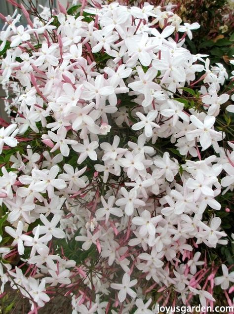 How to Care for the Sweet Pink Jasmine Everybody Loves : 3 Steps - Instructables Jasminum Polyanthum, Fast Growing Flowers, Sweet Smelling Flowers, Pink Jasmine, Jasmine Plant, Jasmine Flowers, Garden Vines, Fragrant Plant, Jasmine Flower