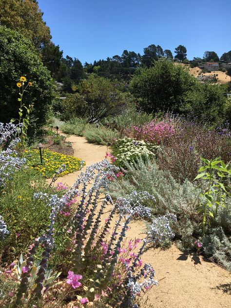 California Garden Design, California Native Landscape, California Landscaping, Native Plant Landscape, California Native Garden, California Wildflowers, Australian Native Garden, Hillside Garden, Drought Tolerant Garden