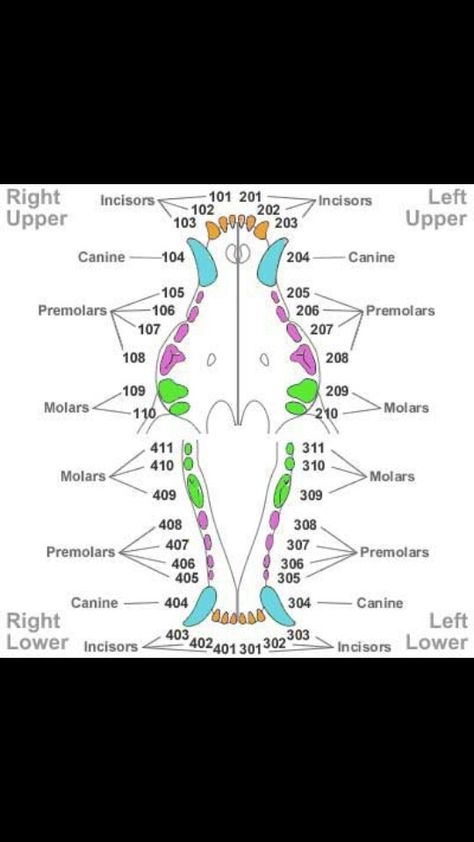 Teeth Diagram, Veterinarian Technician, Vet Tech School, Veterinary Tech, Vet Tech Student, Vet Technician, Tooth Chart, Veterinary Assistant, Vet Medicine