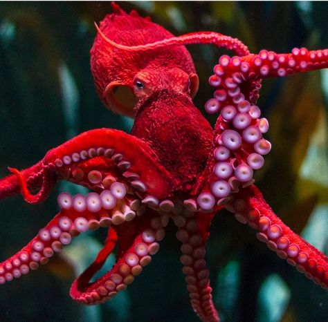 Octopus Photography, Octopus Facts, Octopus Photos, Octopus Species, Cool Sea Creatures, Octopus Artwork, Octopus Tattoo Design, Red Octopus, Beneath The Sea