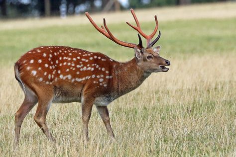 Mouse Deer, Water Deer, Woburn Abbey, Benny Hill, Out Of Breath, Deer Species, Sika Deer, Fallow Deer, Deer Skulls