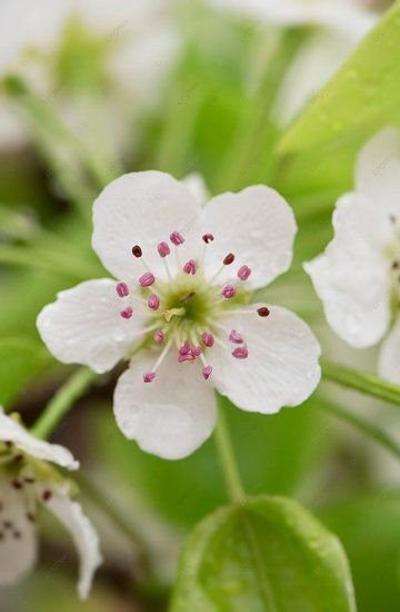 Grandpa Memorial, Blossoms In Bloom, Pear Flower, Park Background, White Branches, Apricot Blossom, April Flowers, Pear Blossom, Flower Close Up