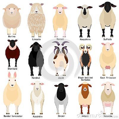 Sheep Breeds Chart, Breeds Of Sheep, Sheep And Goat, Sheep Names, Sheep Shearing, Baa Baa Black Sheep, Sheep Breeds, Sheep Art, Showing Livestock