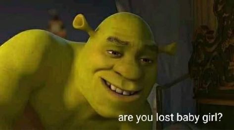 Shrek saying "are you lost baby girl?" Shrek And Fiona Costume, Shrek Memes, Triple J, Music Recommendations, God Help Me, Girl Memes, Film History, Funny Profile Pictures, Cute Memes