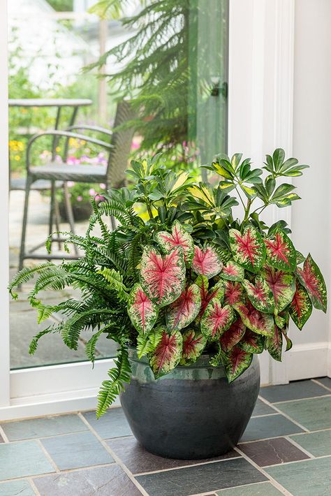 Caladium Arrangements, Caladium Container Ideas, Plant Planters, Umbrella Tree, Container Garden Design, Autumn Display, Proven Winners, Heart To Heart, Fern Plant