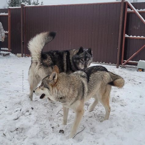 Low content wolfdog puppies expected February 2023, Black, Wolf Gray, Dark wolf gray. Maybe carrier pure white (e). Eye color: Blue, Heterochromia, Yellow, Hazel Low Content Wolfdog, Eye Color Blue, Dark Wolf, Wolf Dogs, Wolf Colors, Wolf Hybrid, Dog German, Dream Dog, Irish Wolfhound