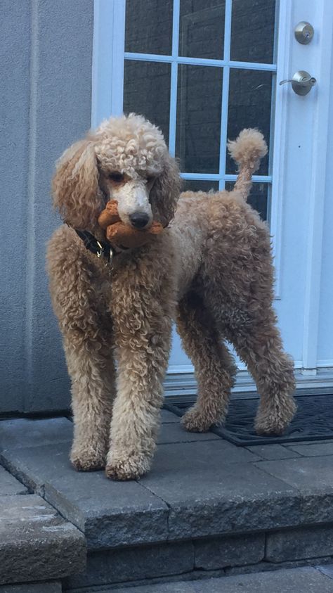 Standard Poodle ,Bella Poodle Aesthetic, Apricot Standard Poodle, Standard Poodle Haircuts, Poodle Standard, Puppy Dog Pictures, Poodle Haircut, Poodle Puppy Standard, Poodle Cuts, Red Poodles