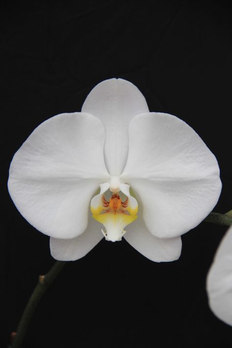 V3 variety Phalaenopsis from Sinon Orchids greenhouse Moon Orchid, Phalaenopsis Orchid, White Orchids, White Butterfly, Engagement Activities, Botanical Illustration, White Flower, Painting Projects, Interesting Art