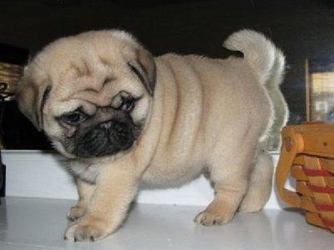 Pugs For Sale, Pug Puppies For Sale, Cute Pug Puppies, Baby Pugs, Pugs And Kisses, Pug Pictures, Bulldog Francese, Pug Puppies, Cute Pugs