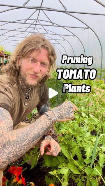 Prune Tomato Plants How To, How To Prune Tomatoes For Maximum Yield, How To Trim Tomato Plants, Indeterminate Tomatoes Support, How To Prune Tomato Plants, Stake Tomato Plants, Hanging Tomato Plants, Prune Tomato Plants, Pruning Tomatoes