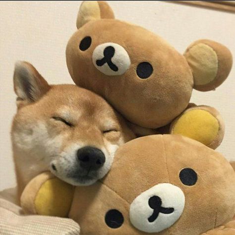 In this way my dog sleeping .... Kawaii Plushies, Sleeping Dogs, Rilakkuma, Shiba Inu, 귀여운 동물, Cuteness Overload, Teddy Bears, Animals And Pets, Stuffed Animal