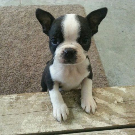 Puppy Pics, Boston Terrier Lover, Cute Puppy Pictures, Boston Terrier Puppy, Puppies And Kitties, Terrier Puppies, Boston Terriers, Puppy Pictures, French Bulldogs