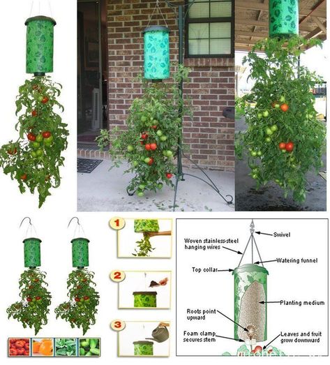 Upside Down Tomato Planter, Hanging Tomato Plants, Growing Tomatoes Indoors, Tomato Planter, Growing Tomato Plants, Hydroponic Garden, Tomato Farming, Growing Tomatoes In Containers, Topsy Turvy