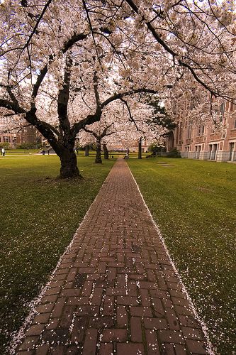 Spring cherry blossom at UW Washington Aesthetic, University Vibes, Row Of Trees, Winter In New York, Seattle Photos, Seattle Photography, Baby Spring, Spring Travel, Anniversary Photo